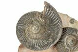 Jurassic Fossil Ammonite (Parkinsonia) Cluster - Germany #244480-1